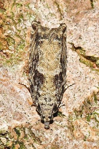 Réf. 185 579 : Epinotia sp.